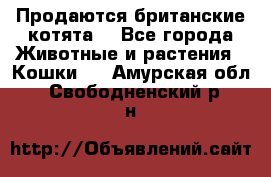 Продаются британские котята  - Все города Животные и растения » Кошки   . Амурская обл.,Свободненский р-н